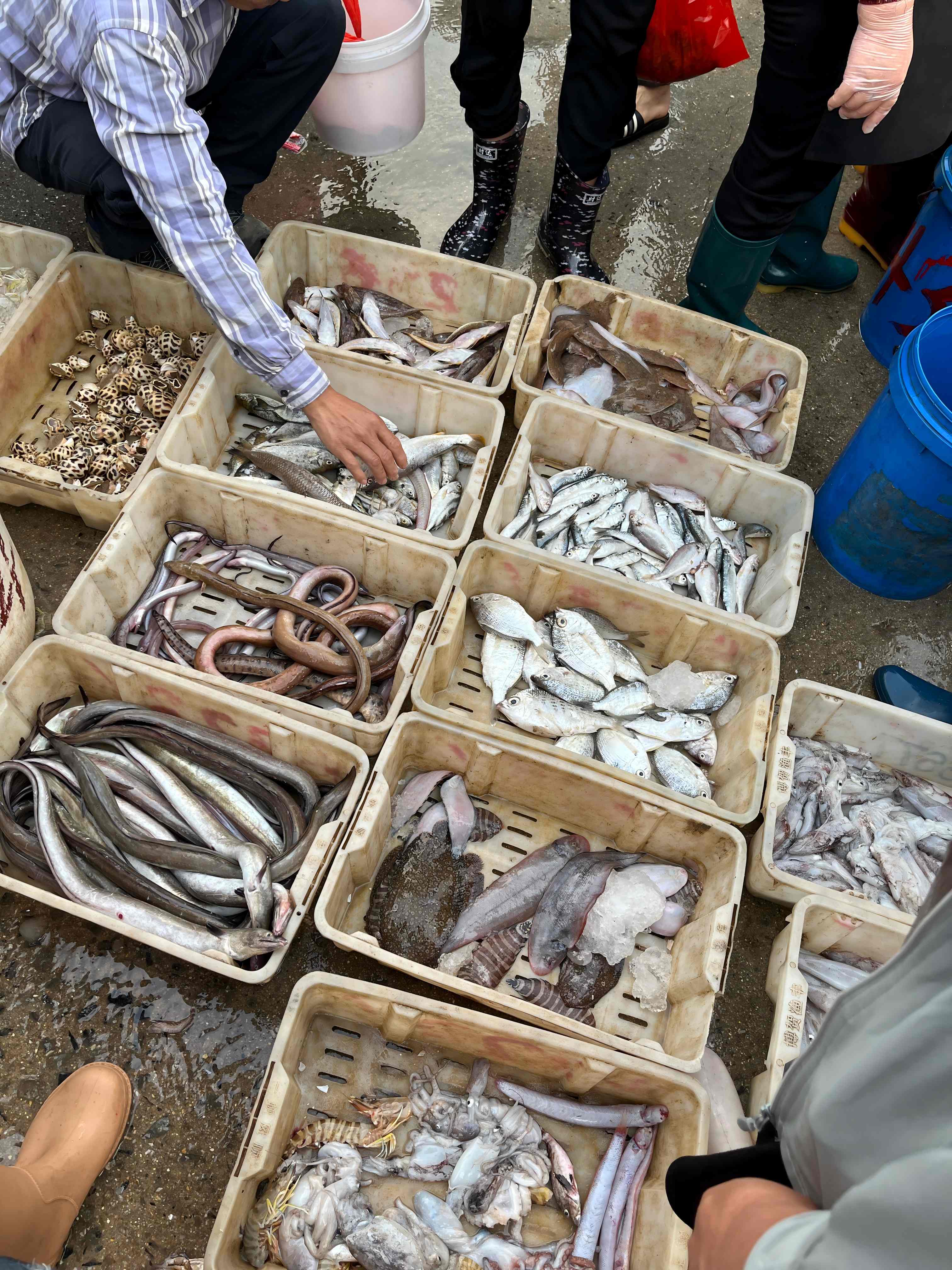 码头分拣海鲜(1)
